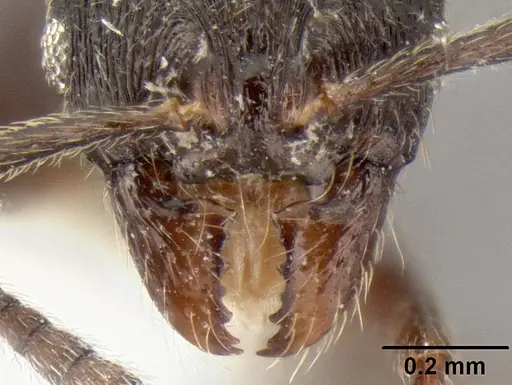 Stenamma stictosomum - CASENT0604647