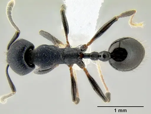 Stenamma stictosomum - CASENT0605499