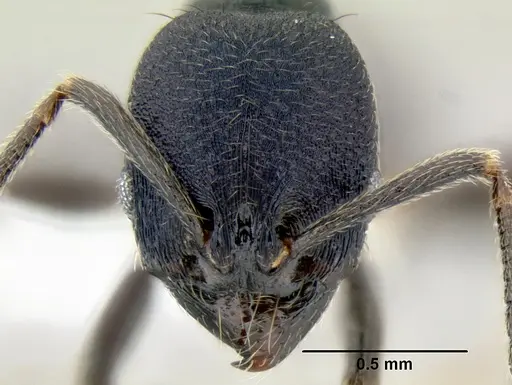 Stenamma stictosomum - CASENT0605499