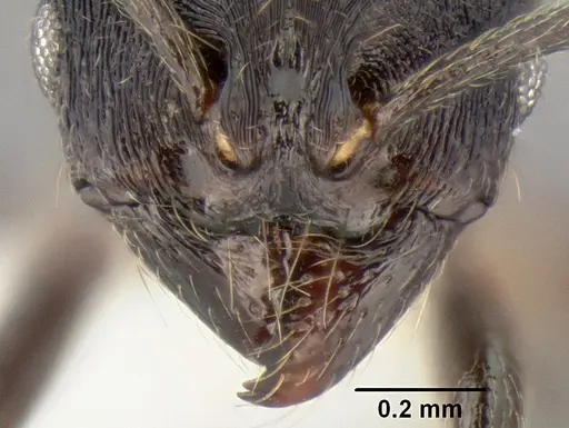 Stenamma stictosomum - CASENT0605499