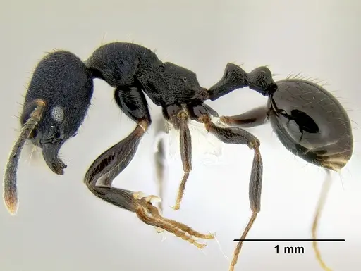 Stenamma stictosomum - CASENT0605499