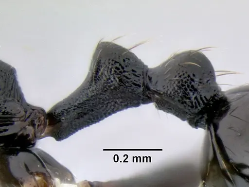 Stenamma stictosomum - CASENT0605499