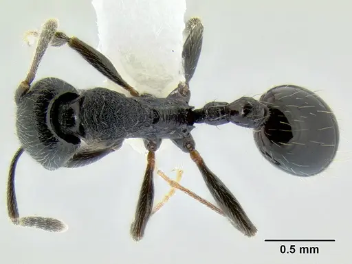 Stenamma stictosomum - CASENT0606221