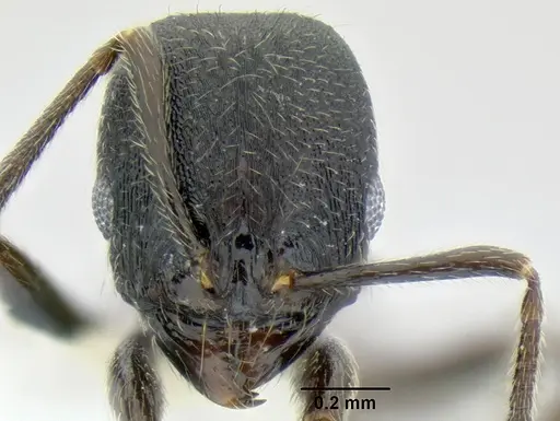 Stenamma stictosomum - CASENT0606221