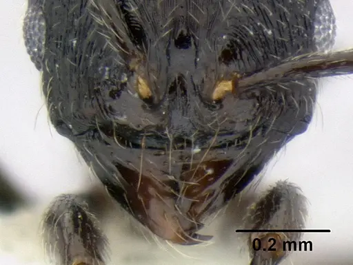 Stenamma stictosomum - CASENT0606221