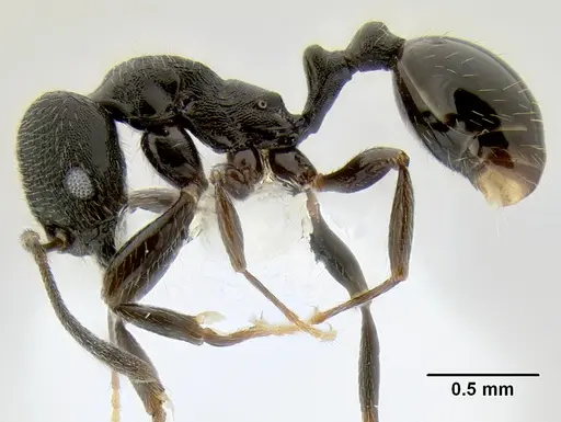 Stenamma stictosomum - CASENT0606221