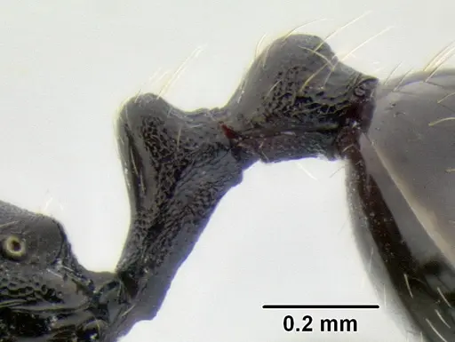 Stenamma stictosomum - CASENT0606221