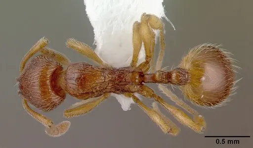 Stenamma striatulum specimen