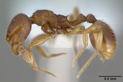 Stenamma striatulum specimen