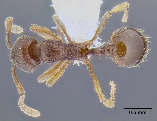 Stenamma striatulum - CASENT0106294