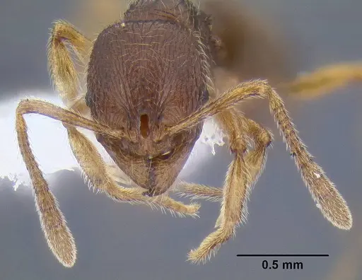 Stenamma striatulum - CASENT0106294