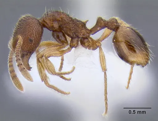 Stenamma striatulum - CASENT0106294