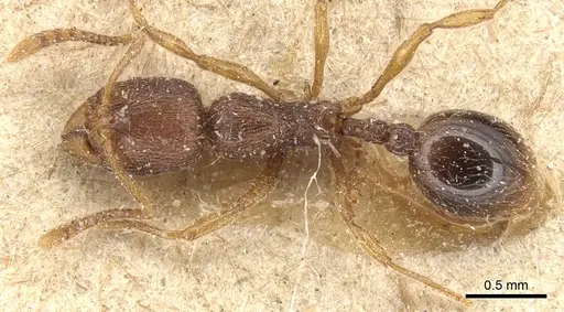 Stenamma striatulum - CASENT0904148