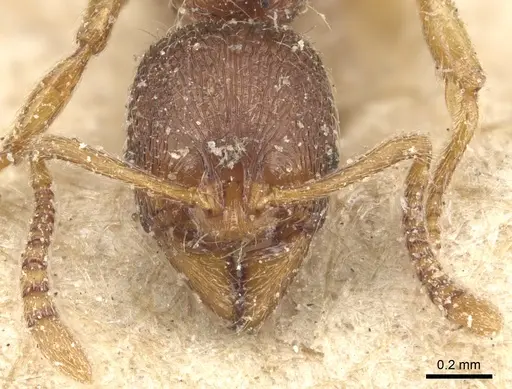 Stenamma striatulum - CASENT0904148