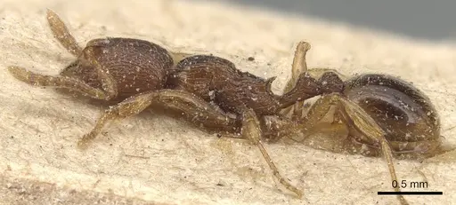 Stenamma striatulum - CASENT0904148