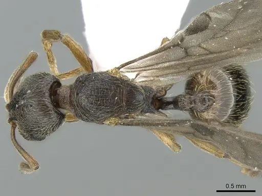 Stenamma striatulum - CASENT0906109