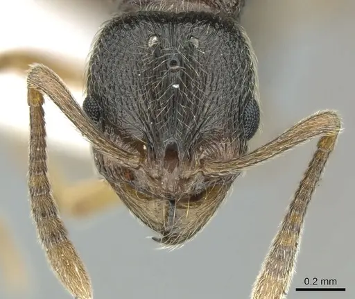 Stenamma striatulum - CASENT0906109