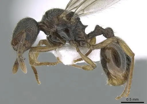 Stenamma striatulum - CASENT0906109