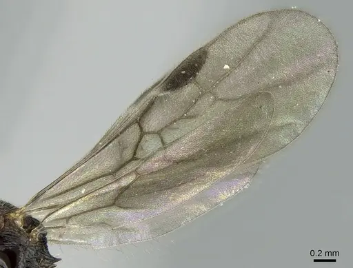 Stenamma striatulum - CASENT0906109