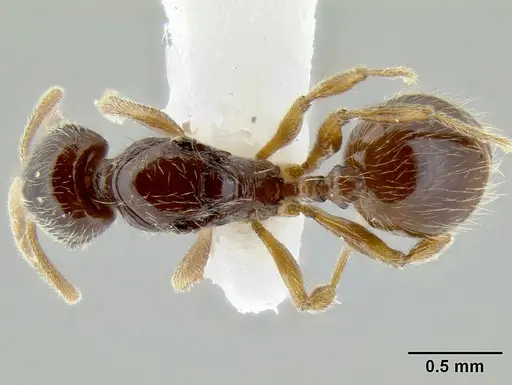 Stenamma tiburon specimen