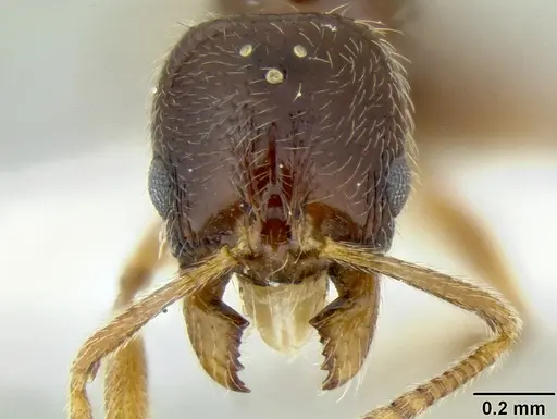 Stenamma tiburon specimen