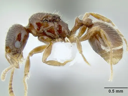 Stenamma tiburon specimen