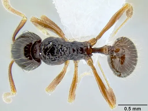 Stenamma tico specimen