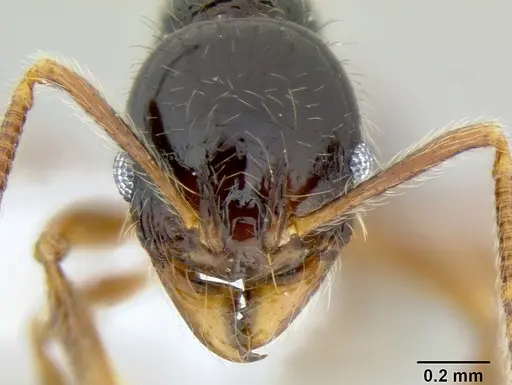 Stenamma tico specimen