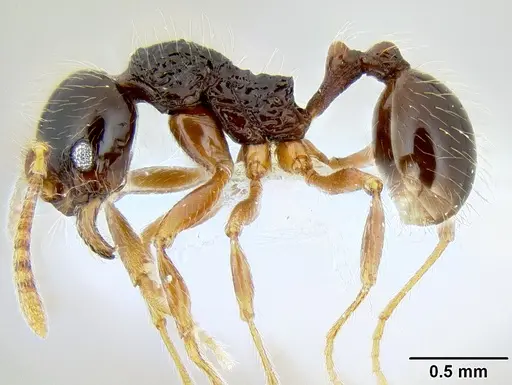 Stenamma tico specimen