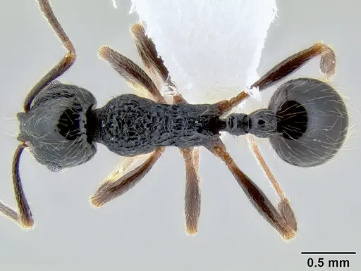 Stenamma tico - CASENT0600104