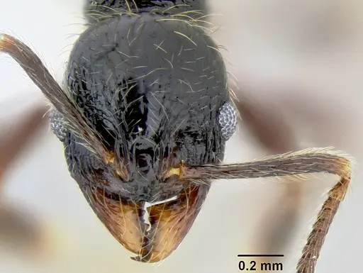 Stenamma tico - CASENT0600104