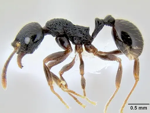 Stenamma tico - CASENT0600104