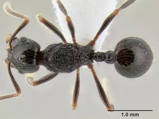 Stenamma tico - CASENT0600122