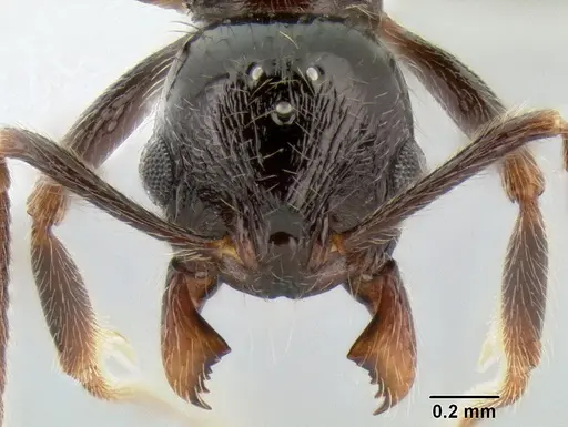 Stenamma tico - CASENT0600122