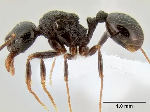 Stenamma tico - CASENT0600122