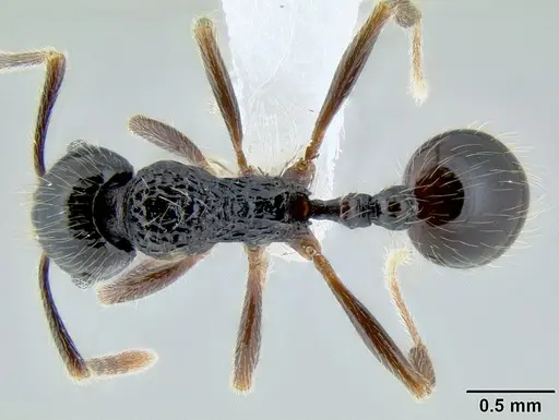 Stenamma tico - CASENT0622416