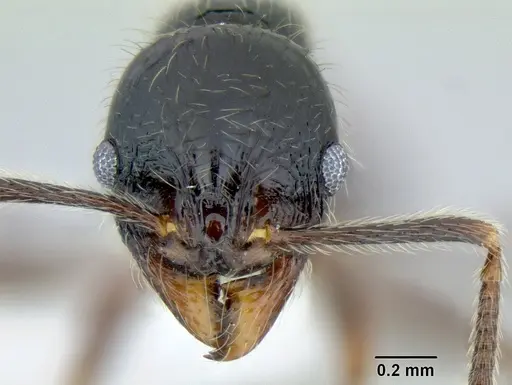 Stenamma tico - CASENT0622416