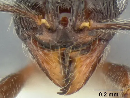 Stenamma tico - CASENT0622416