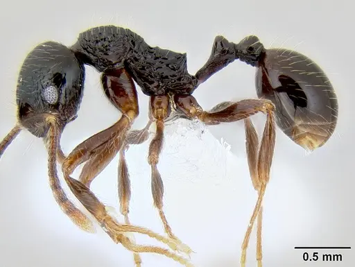 Stenamma tico - CASENT0622416