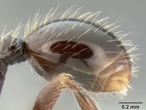 Stenamma tico - CASENT0622416