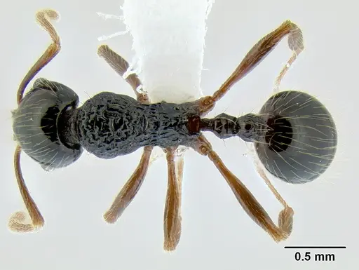 Stenamma tico - CASENT0622571