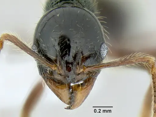 Stenamma tico - CASENT0622571