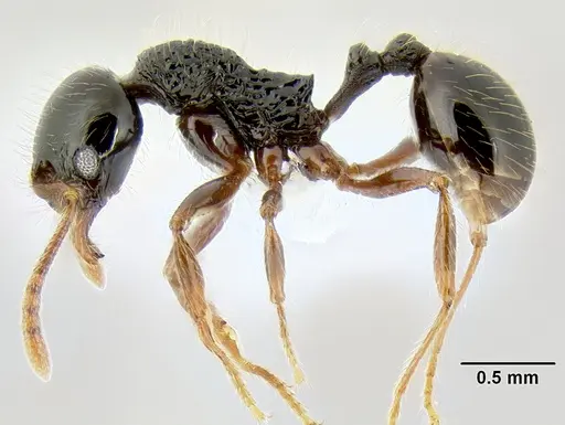 Stenamma tico - CASENT0622571