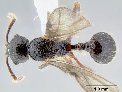 Stenamma tico - INB0003732299