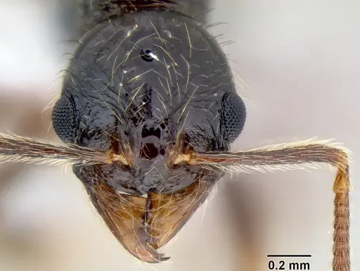 Stenamma tico - INB0003732299