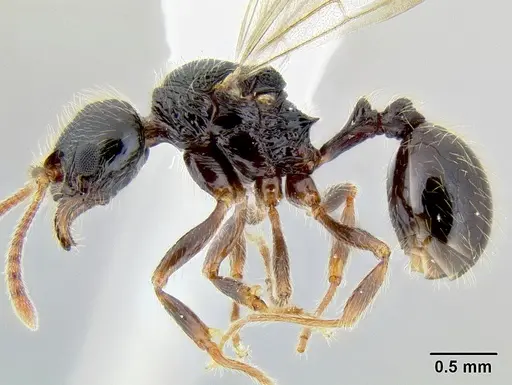 Stenamma tico - INB0003732299