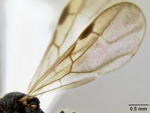 Stenamma tico - INB0003732299