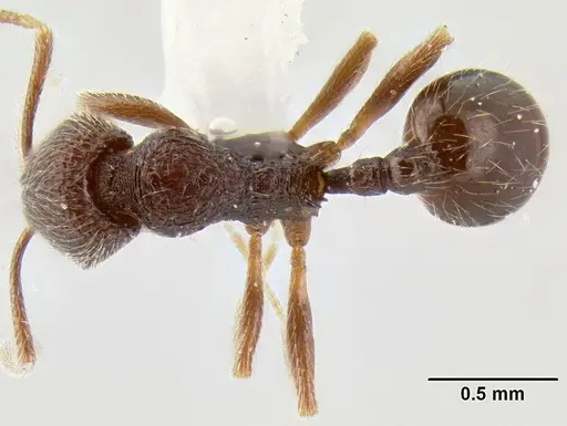 Stenamma vexator specimen