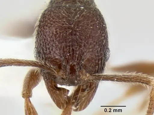 Stenamma vexator specimen