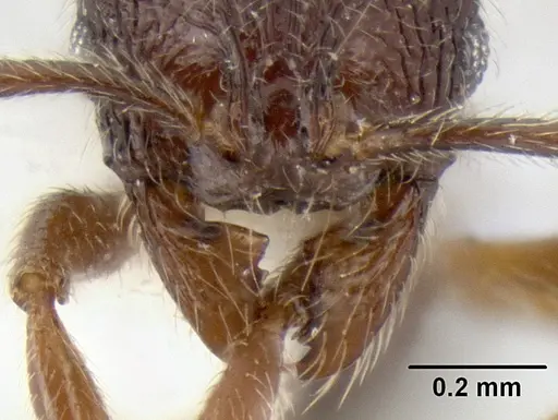 Stenamma vexator specimen